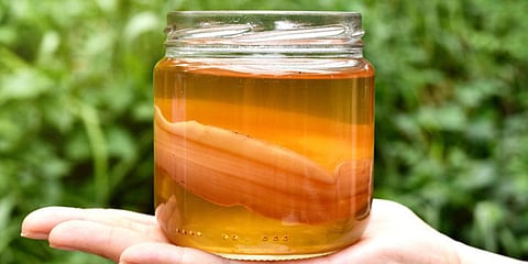 Kombucha tea