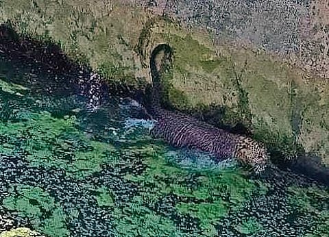 A leopard stuk in a tank (File Photo |Express)