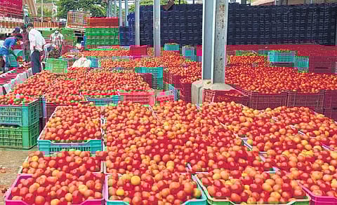 Tomato wholesale price up to Rs 130 a kg at Madanapalle market