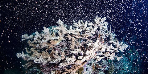 Corals fertilize billions of offspring by casting sperm and eggs into the Pacific Ocean off the Queensland state coastal city of Cairns, Australia, Tuesday, Nov. 23, 2021. (Photo | AP)