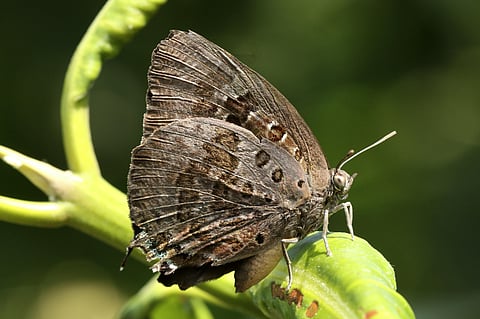 Large Oakblue butterfly. (Express)