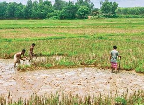 Harvesting of paddy underway in Kalahandi district. (File Photo | Express)
