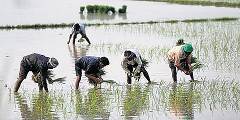 Kerala man conserves 650 rice varieties in 25-cent plot