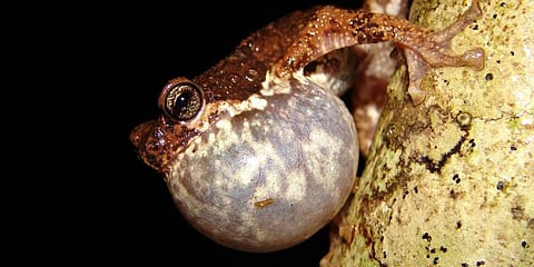 A Malabar Tree Toad (Photo courtesy | K V Gururaj)