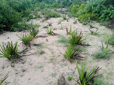 Palmyra sprouts that germinated on Kosuvari island in the Gulf of Mannar (Photo | Express)