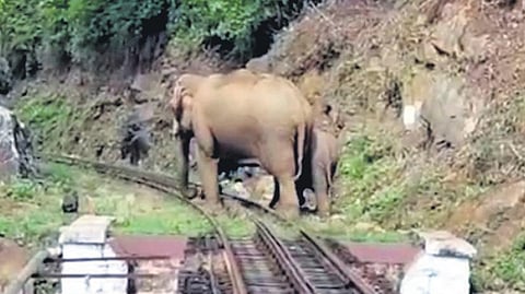 A herd of elephants trying to cross a railway track. (Image used for representational purposes)