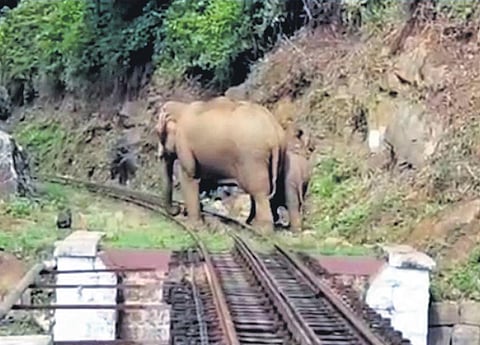 A herd of elephants trying to cross a railway track. (File photo| EPS)