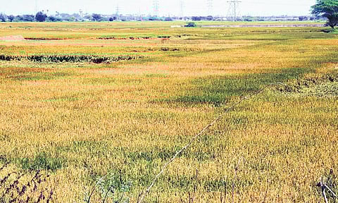 Govt to procure paddy at MSP announced by Centre