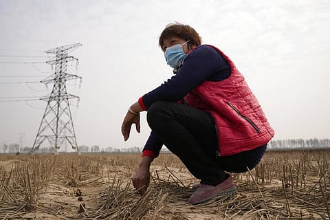 A farmer talks about the impact of recent floods as she grabs the stubs of corn plants that were washed away in Huangtugang village in central China's Henan province. (Photo | AP)