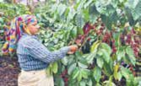 Soon, you can buy chicory-free coffee online