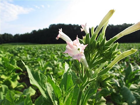 Cultivation of flue-cured tobacco. (File Phtoto)