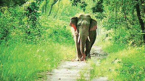 Chasing wild dreams, one click at a time