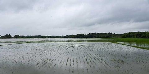 A waterlogged paddy field at Kodiyalam near Tiruchy | MK Ashok Kumar