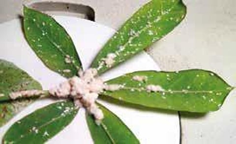 Mealybug pest attack on tapioca. (Image used for representational purpose only)