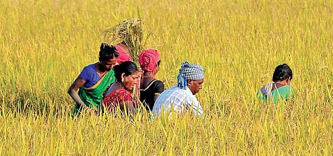 In anticipation of an impending cyclonic storm, farmers engage in cutting paddy in Trisulia, Cuttack (Photo | Express)