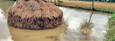 A stack of harvested paddy on a waterlogged field in Ganjam district. (Photo | Express)