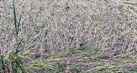 Standing crops on 1,06,645 ha were inundated due to heavy rains that lashed the district under the influence of the cyclone from December 3 to December 5. (Photo | Express)