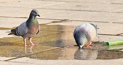 Pigeons drink from a water pipe on a sultry Friday afternoon. (Photo | Express, Vinay Madapu, EPS)