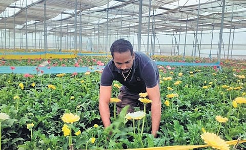 S Yella Reddy, an IT employee-turned-farmer, was smart enough to diversify into dairying and natural five-layered polyhouse system