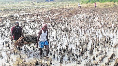 Farmers salvaging paddy crop from a waterlogged agricultural land in Niali on Wednesday, Dec 15, 2021. (Photo | Express