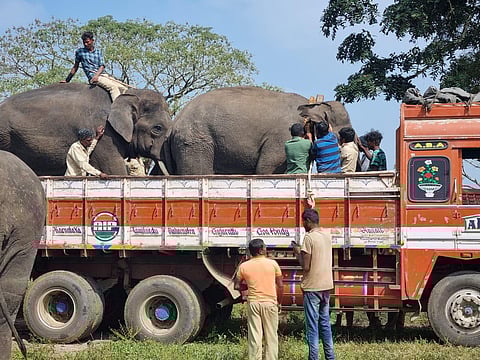 Elephants belonging to wildlife researcher Prajna Chowta being shifted from Dubare forest to Ramapura Elephant Camp in Bandipur (Photo | EPS)
