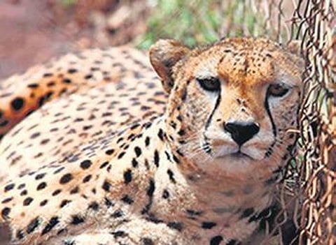 Omicron derails India’s plan to bring back the cheetah to MP jungle