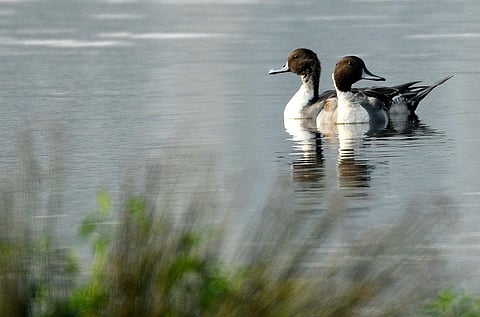 Bird watchers participating in the Pallikarnai Margazhi Thiruvizha were in for a treat as many species of birds thronged the Pallikaranai wetlands on Saturday | Ashwin Prasath