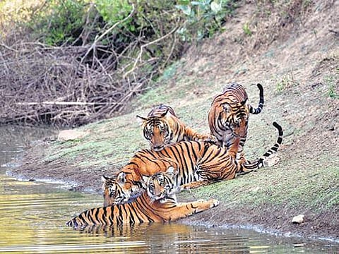 Tiger census in Karnataka to be taken up in January
