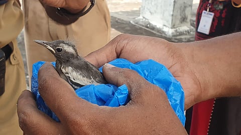 The rescued magpie-robin chick (Photo | Special arrangement)
