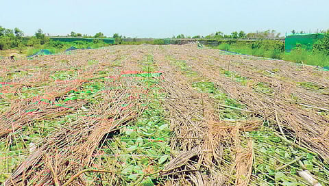 Representational Image of a damaged Betel vineyard (Photo | EPS)