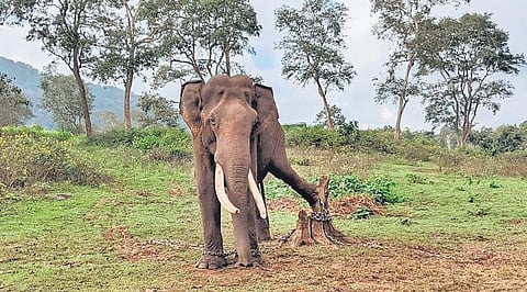 A picture of Cheran, the kumki elephant