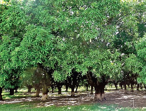 Representational Image, Mango orchard (File Photo)