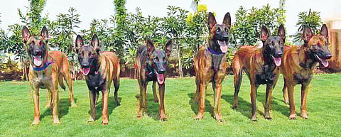 The pack of six Belgian Malinois that were inducted into a CISF unit | Express
