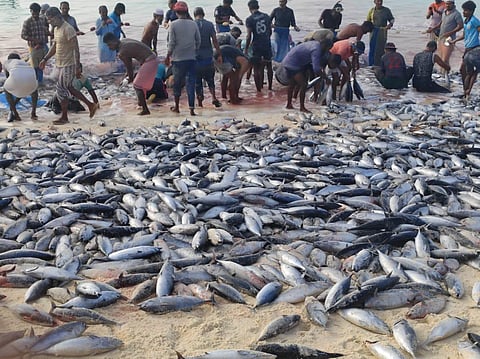 Image of fish shown for representational purpose (Photo | EPS)