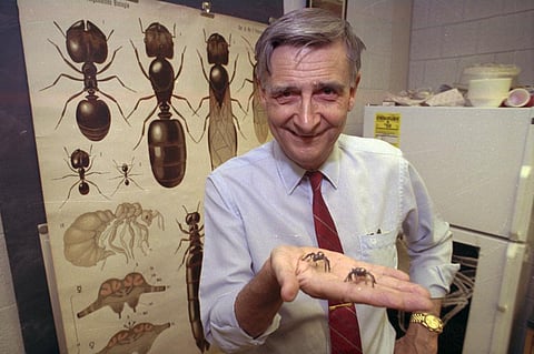 Edward O. Wilson, co-author of 'The Ants,' which won the Pulitzer Prize for general non-fiction, poses for a portrait on June 10, 1991. Wilson, the pioneering biologist who argued for a new vision of
