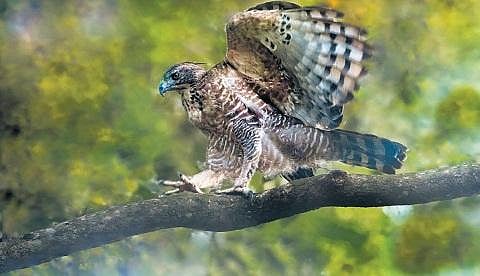 The Legge’s hawk-eagle is a rare species found in the Indian subcontinent, from southern India to Sri Lanka