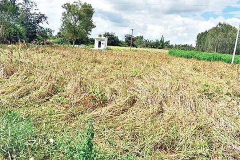 From October 1 to November 21, the state got 307 mm rain as against the normal of 166 mm damaging crops