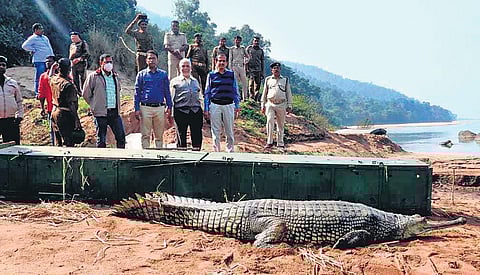 One of the satellite-tagged gharials that was released into the river, Thursday, Dec 2, 2021. (Photo | Express)