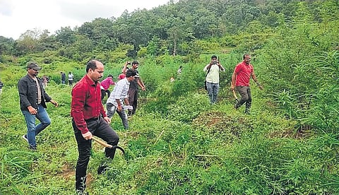 Officials destroying ganja crop in G Madugula mandal in Visakhapatnam district on Saturday, Oct 30, 2021. (Photo | Express)
