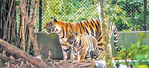 Tigress Megha and her cub in an enclosure at Nandankanan Zoo. (Photo| EPS)