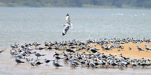 Birds relaxing at the Kaliveli lake | DEBADATTA MALLICK