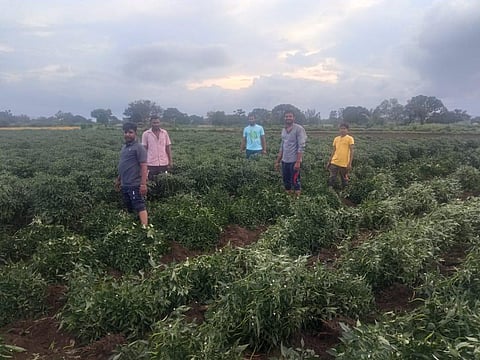 A chilli field (Representational Image | EPS)