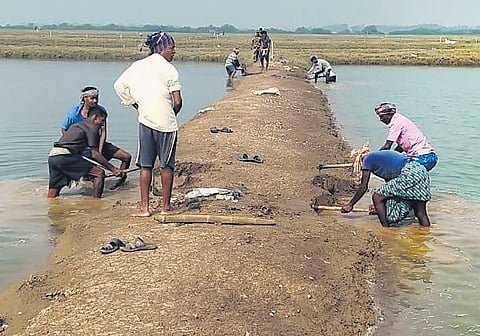 Villagers digging a prawn farm enclosure to make way for rainwater (Photo | Express)