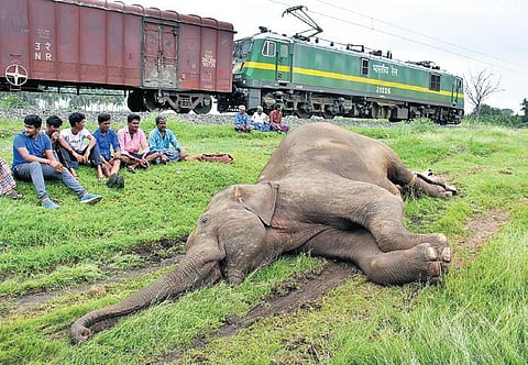 One of the elephants killed after being hit by a train. (Representational image | Express)