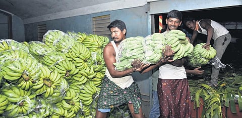 A special train carrying bananas prepares to leave for a Mumbai port from Tadipatri in Anantapur district, for the export of produce to Gulf countries I File Photo
