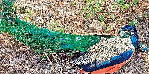Carcass of a peacock found dead in a trap set up by poachers, on Tuesday
