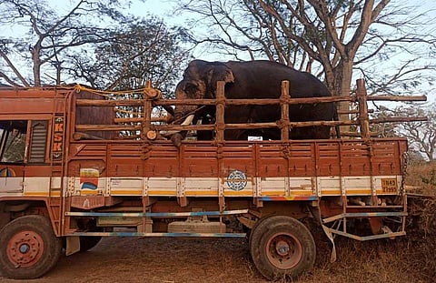 Kumki twins deployed to capture tusker