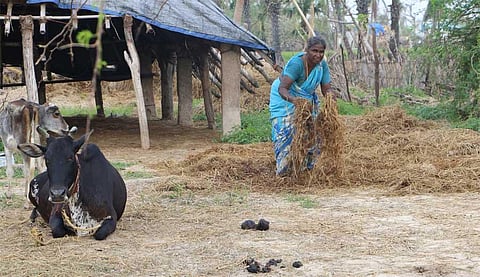 Poor harvest now triggers fodder crisis for cattle in coastal delta districts of Tamil Nadu