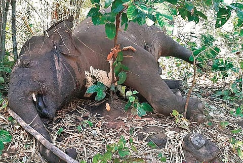 Carcass of an elephant lying inside a forest of Karlapat Wildlife Sanctuary. (Photo| EPS)