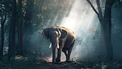 Representational image of an Elephant.